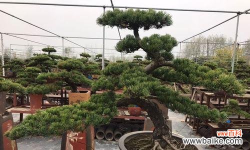 恋心花语什么时候下？恋心花语的流行趋势是什么？