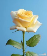 香槟花语是什么？香槟玫瑰代表了哪些情感？