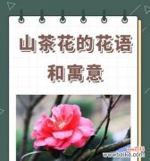 哪种花代表可爱？可爱的花语是什么？