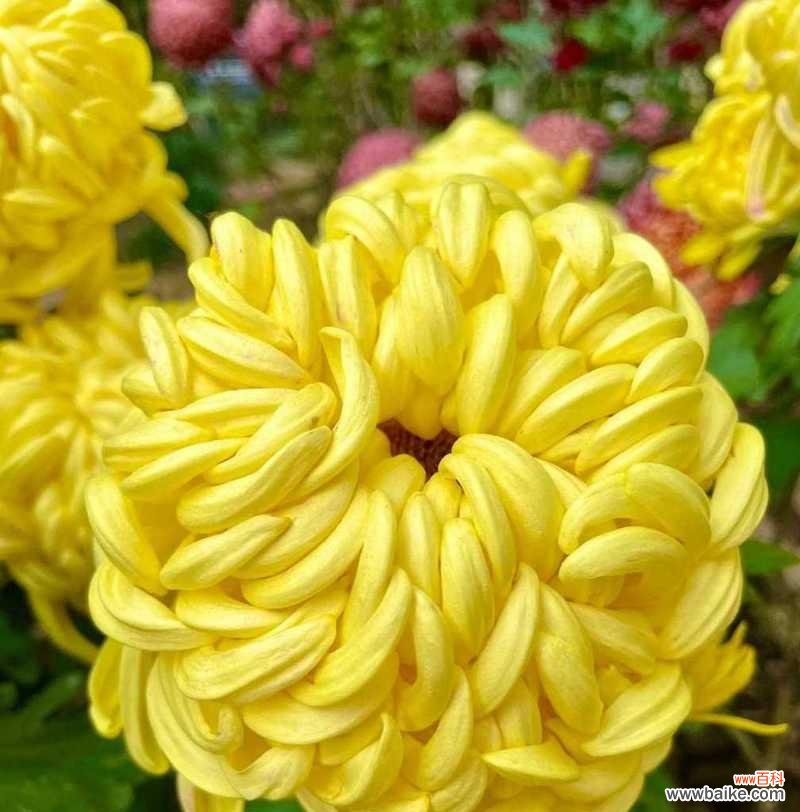 追悼会上致词应该用什么花语？如何用花语表达哀悼？