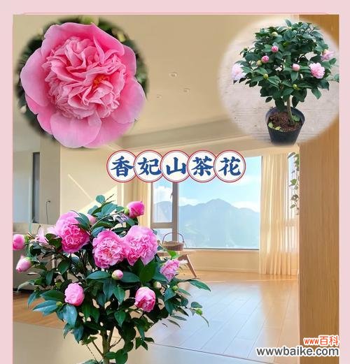 哪种花的花语象征理想的爱情?