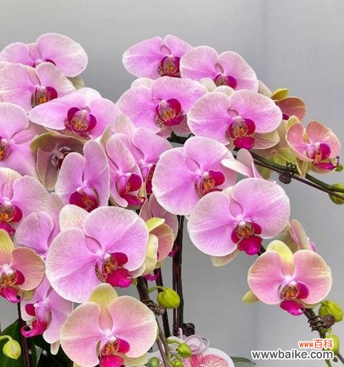 哪种花的花语象征理想的爱情?