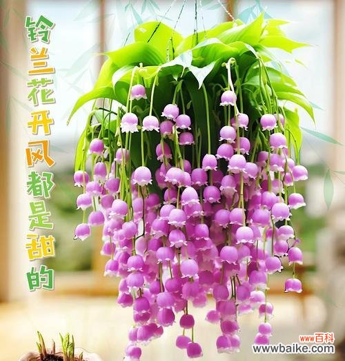 哪种花的花语象征理想的爱情?