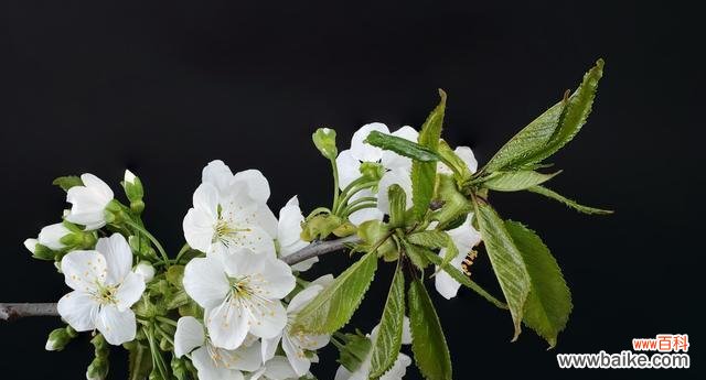 古老的传说,荼蘼花散发着爱的气息 荼蘼花的传说与花语