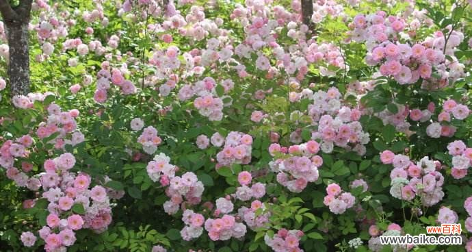 古老的传说,荼蘼花散发着爱的气息 荼蘼花的传说与花语