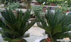 揭开铁树花语的神秘面纱 铁树花的神秘花语