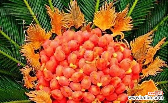 揭开铁树花语的神秘面纱 铁树花的神秘花语