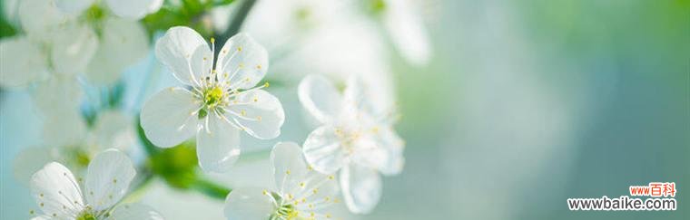 用花语诉说永不忘却的爱恋 荼蘼的花语与象征