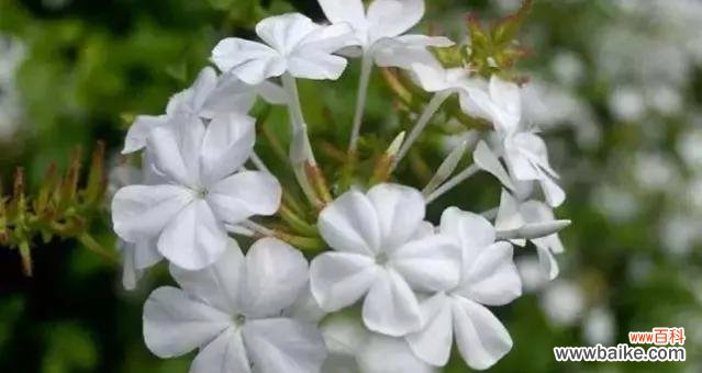 解读荼糜花的深意,传递真挚情感 探寻荼糜花的花语之谜