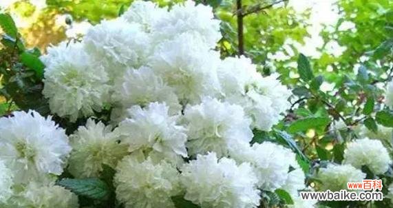 解读荼糜花的深意,传递真挚情感 探寻荼糜花的花语之谜