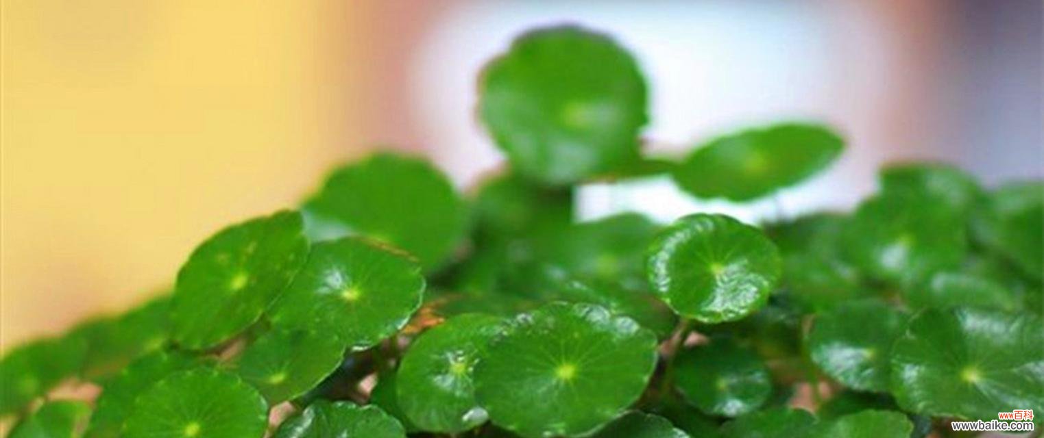 传承财富与繁荣的象征-以铜钱草为例 铜钱草的寓意与象征意义