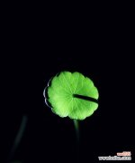 传承财富与繁荣的象征-以铜钱草为例 铜钱草的寓意与象征意义