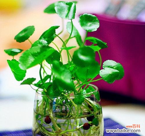 传承财富与繁荣的象征-以铜钱草为例 铜钱草的寓意与象征意义