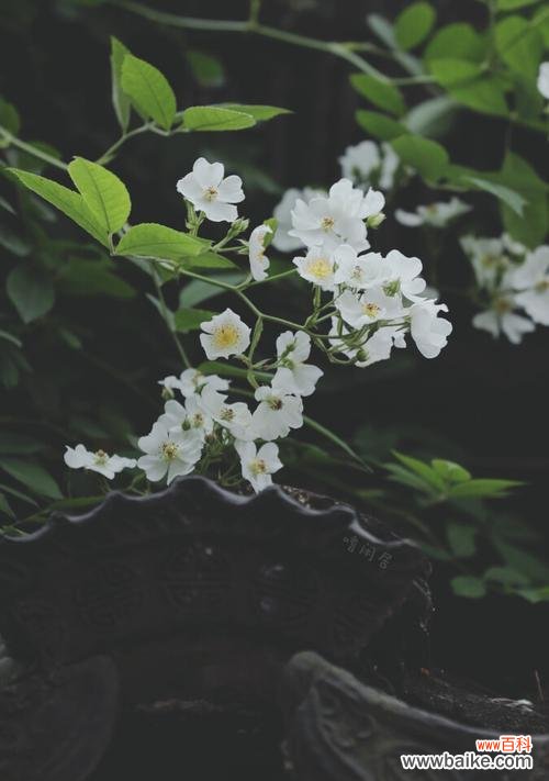 花开在人间，人生有无限可能 以荼蘼的寓意及其启示