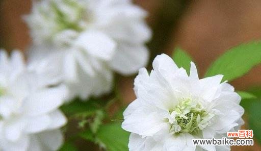 花开在人间，人生有无限可能 以荼蘼的寓意及其启示