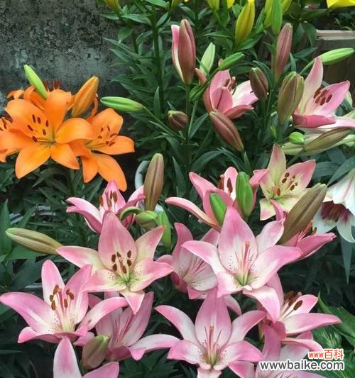 以美丽绽放，传递尊贵与优雅 高贵之美