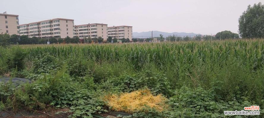 菟丝花在文化、艺术和自然领域中的多重角色与意义 解读菟丝花的多重寓意与象征意义