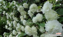 以荼蘼花花语为窗口，探寻爱情中的坚守与希望 荼蘼花