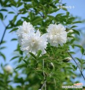 揭示荼蘼花的神秘内涵，探索其深刻象征意义 荼蘼花的寓意与象征