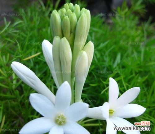 探索晚香玉花语的含义与传承 晚香玉花语的美妙意义