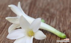 探索晚香玉花语的含义与传承 晚香玉花语的美妙意义