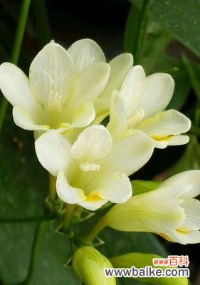 探索晚香玉花语的含义与传承 晚香玉花语的美妙意义