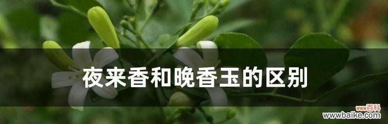 以美好为花语的晚香玉，向世界传递幸福的信息 晚香玉，幸福的花海