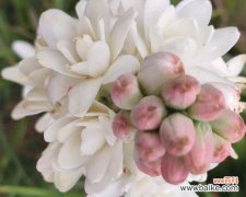 以美好为花语的晚香玉，向世界传递幸福的信息 晚香玉，幸福的花海