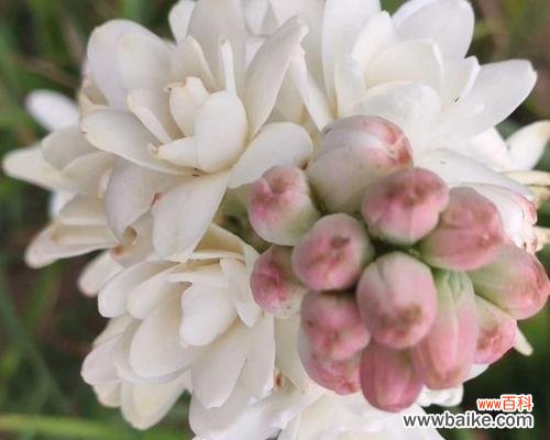 以美好为花语的晚香玉，向世界传递幸福的信息 晚香玉，幸福的花海