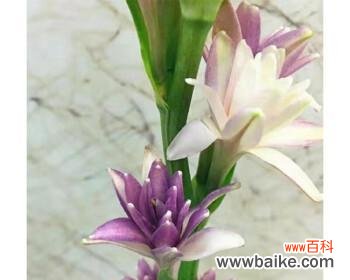 以美好为花语的晚香玉，向世界传递幸福的信息 晚香玉，幸福的花海