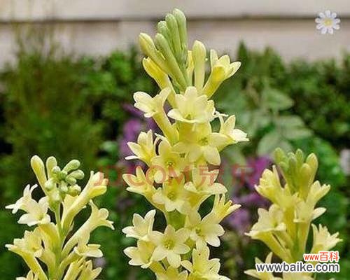 探寻晚香玉花的文化内涵 晚香玉花的寓意与传统文化