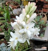 探寻晚香玉花的文化内涵 晚香玉花的寓意与传统文化