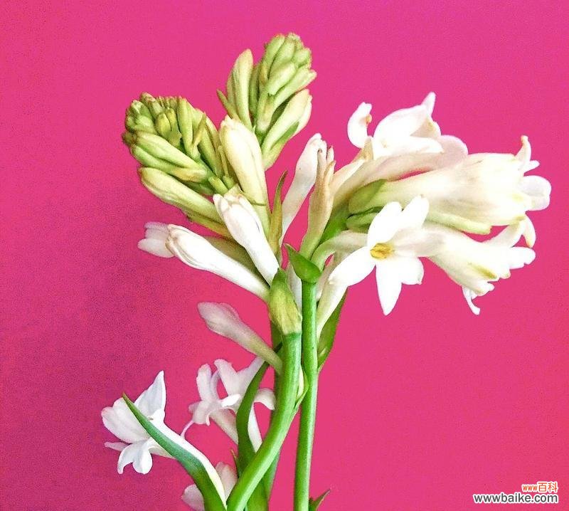 探寻晚香玉花的文化内涵 晚香玉花的寓意与传统文化