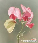 豌豆花花语的深层意义及其与人生的关联 豌豆花