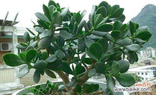 探寻万年青的象征意义及其深层内涵 万年青——生命与希望的象征