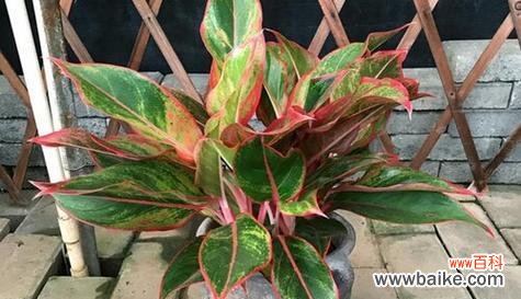 探究万年青在文化和自然中的意义 万年青的象征意义——生命与希望的象征