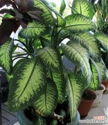 探究万年青在文化和自然中的意义 万年青的象征意义——生命与希望的象征