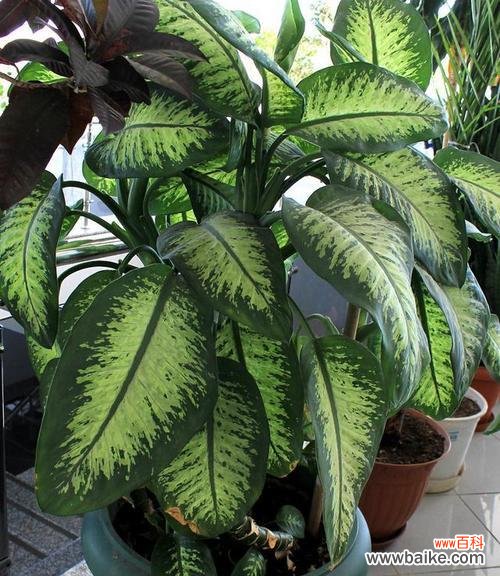 探究万年青在文化和自然中的意义 万年青的象征意义——生命与希望的象征