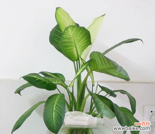 探究万年青在文化和自然中的意义 万年青的象征意义——生命与希望的象征