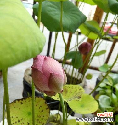 探寻碗莲的美与意义 碗莲花的花语解读