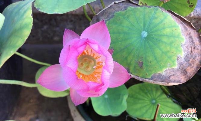 探寻碗莲的美与意义 碗莲花的花语解读