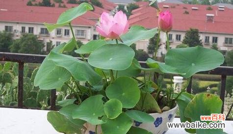 探寻碗莲的美与意义 碗莲花的花语解读