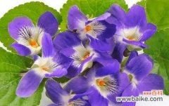 探寻紫罗兰花的内涵与象征 紫罗兰花的花语及其寓意