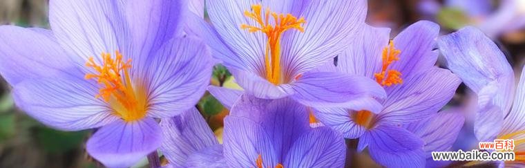 探索紫罗兰花的深意及其文化象征 紫罗兰花的寓意与象征