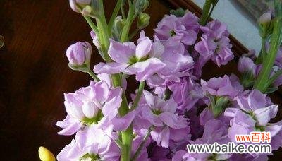 解读紫罗兰的深刻内涵和美好寓意 紫罗兰花语与象征意义