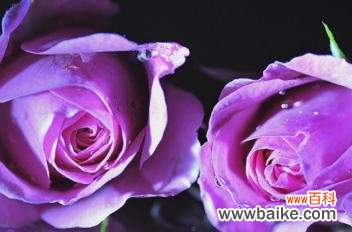 探寻紫玫瑰的神秘与浪漫 紫玫瑰的花语与象征意义