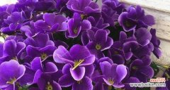 探索紫罗兰花的含义 紫罗兰花语的深意与象征