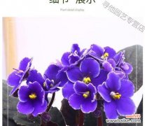 探索紫罗兰花在文化中的象征意义及应用 紫罗兰花的意义与象征