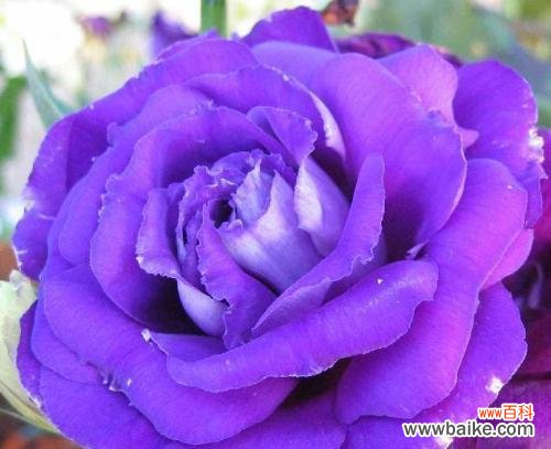 紫色之花舞动心灵的奇妙力量 紫玫瑰的象征意义和美丽魅力