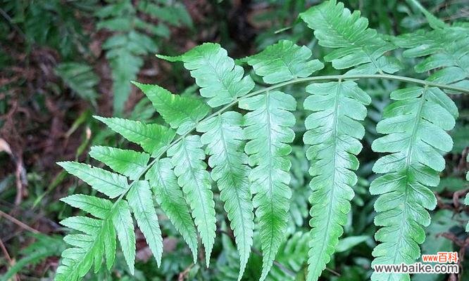 肾蕨的花语和寓意有何特别之处？